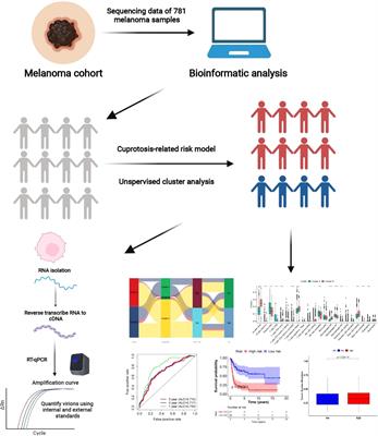 A novel Cuprotosis-related signature predicts the prognosis and selects personal treatments for melanoma based on bioinformatics analysis